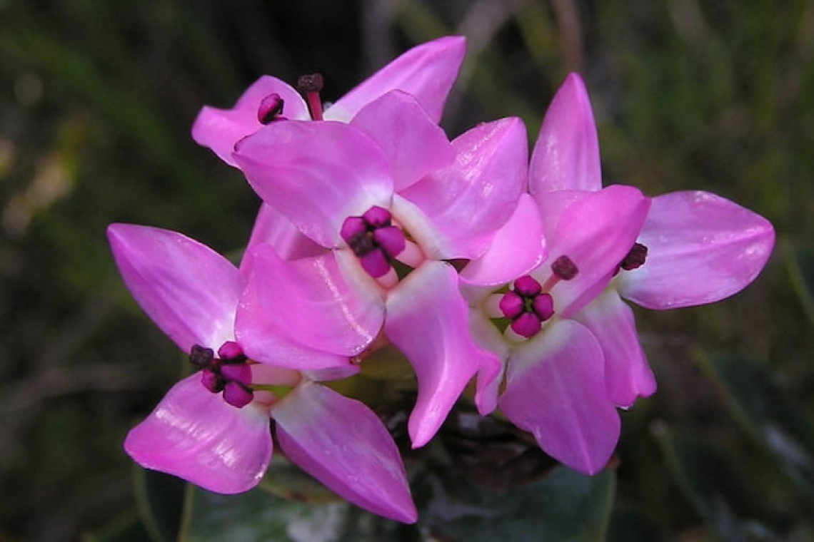 Silvermine Nature Reserve: Fynbos Flowers by Month.